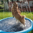 Piscina para Pets com chafariz