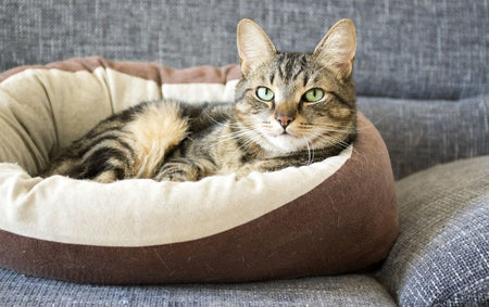 Caminha para Gatos e Cachorros